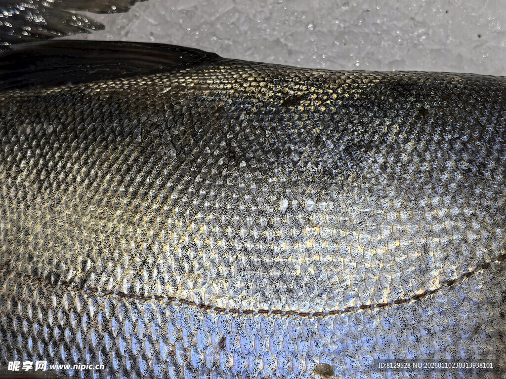 鱼鳞特写