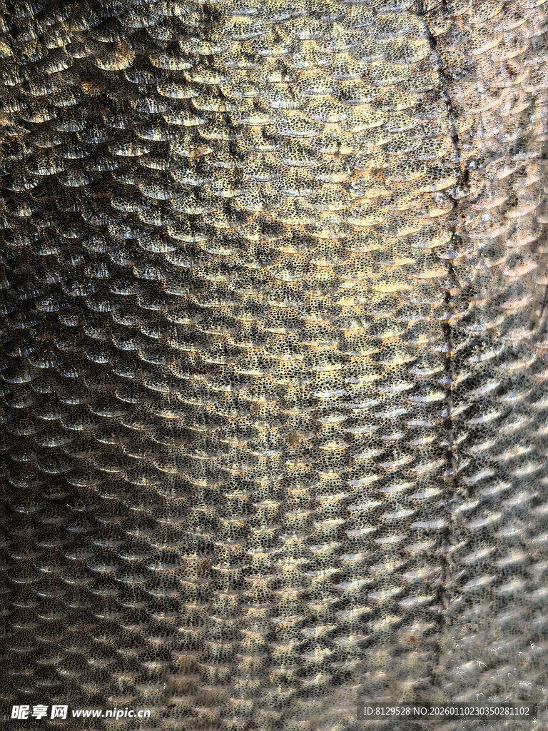 纹理独特的海鱼