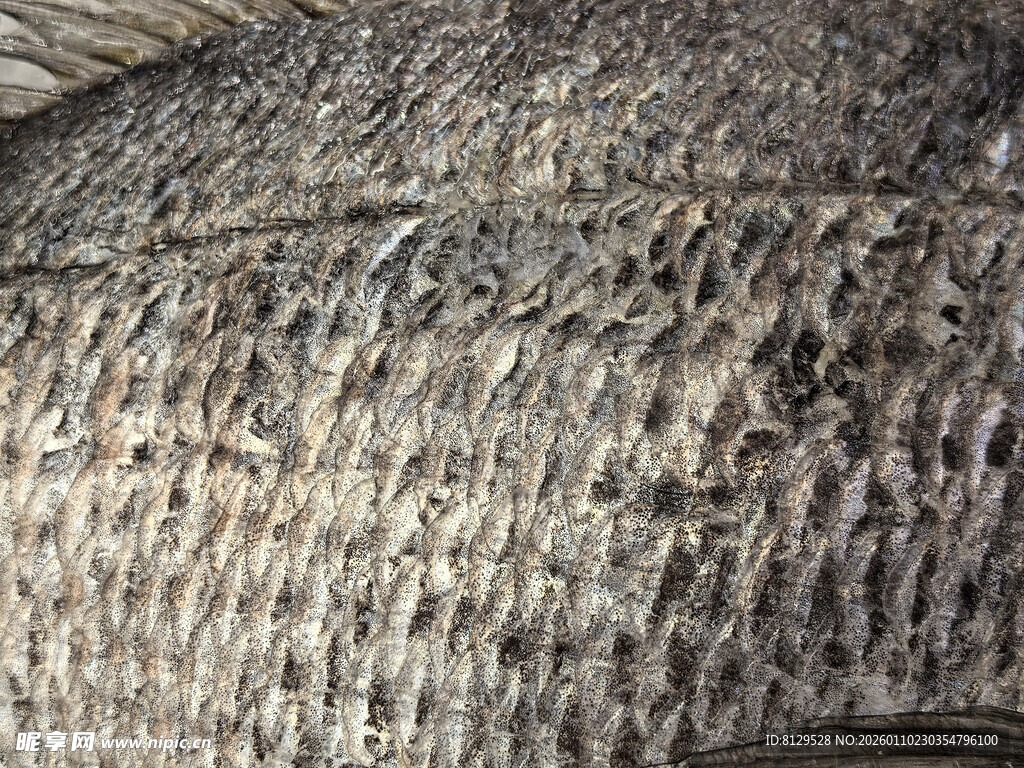 鱼的粗糙鳞片特写