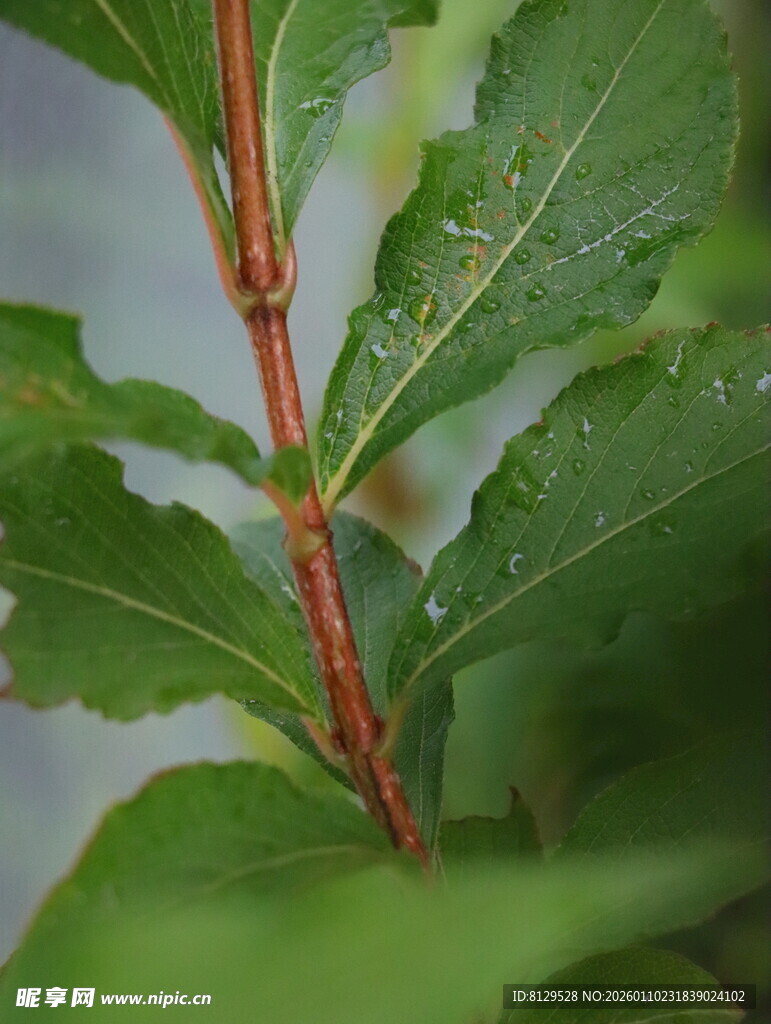 带水珠的嫩绿枝叶特写