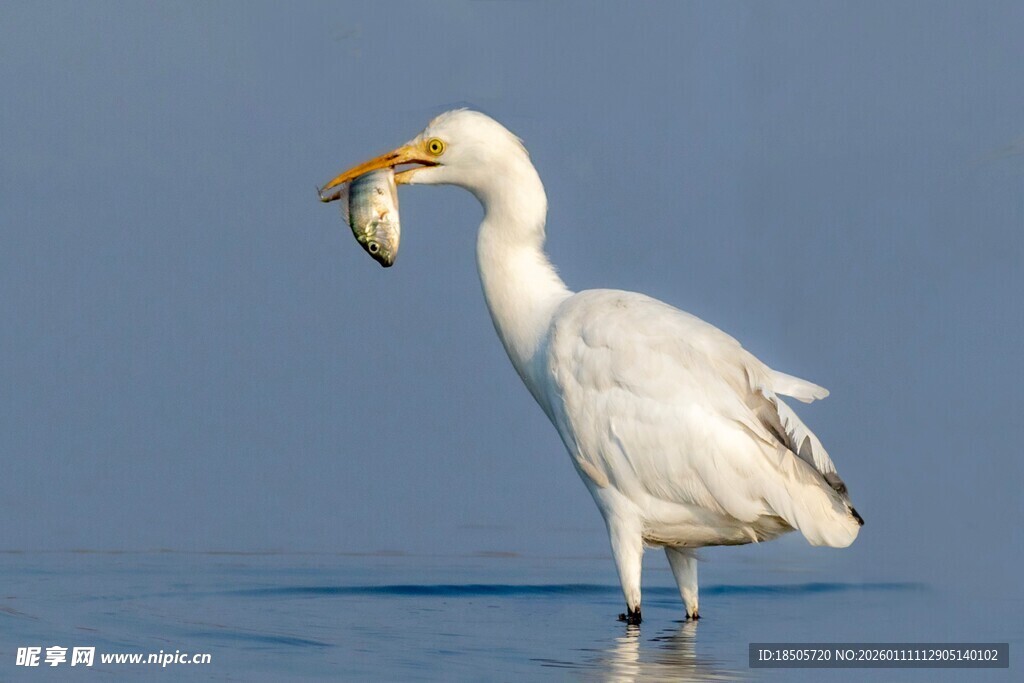 白鹭衔鱼立水中