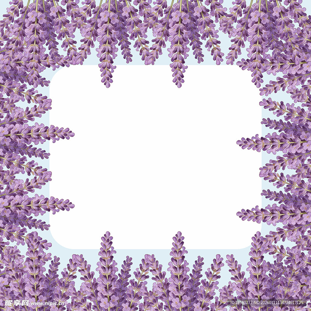 紫色花卉边框图案