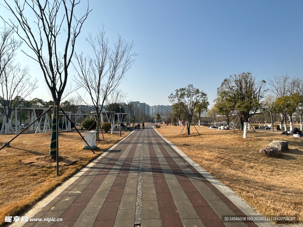 冬日空旷的宁静林荫道路