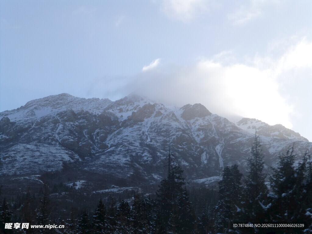 雪山松林美景