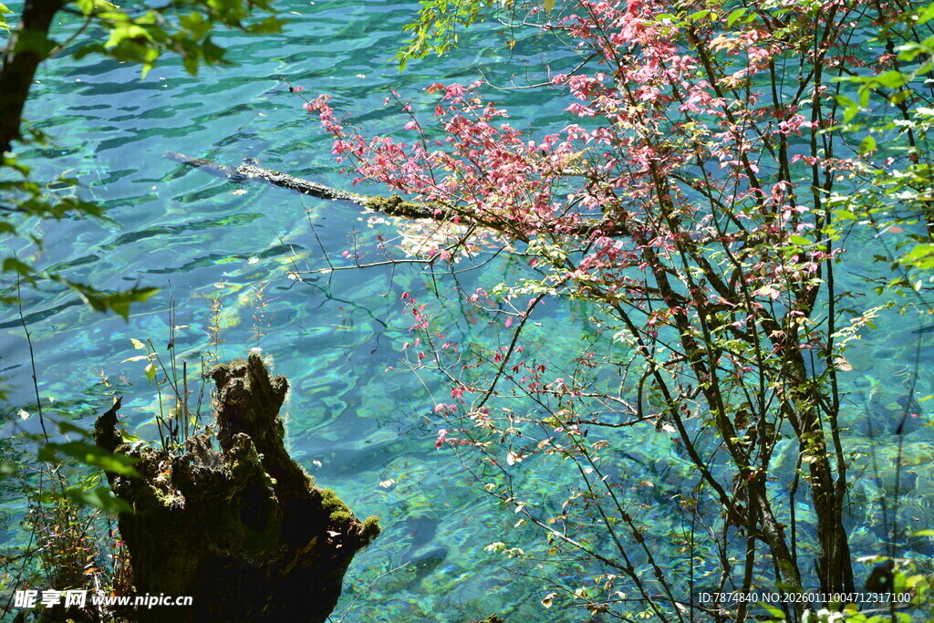 湖畔繁花映碧湖