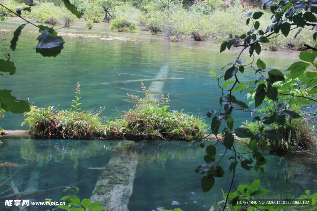 林间清澈湖水与绿植景观
