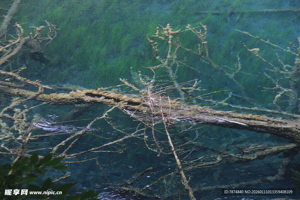 水下枯树枝景象