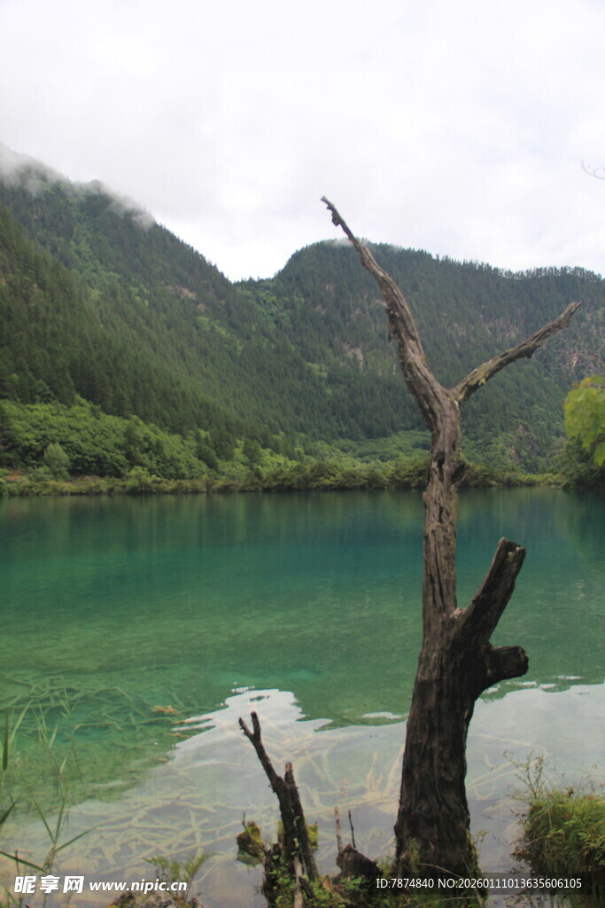 湖畔枯树与青山绿水