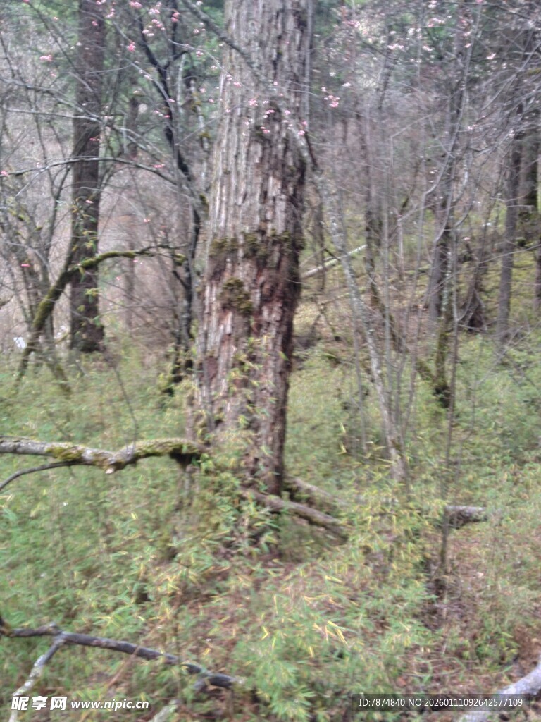 森林中的枯树与绿植