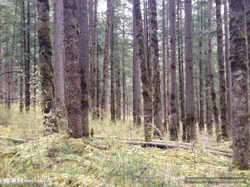 森林中的挺拔树木景观