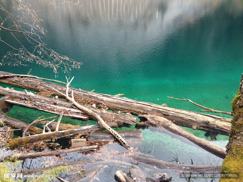 森林湖畔枯木景观