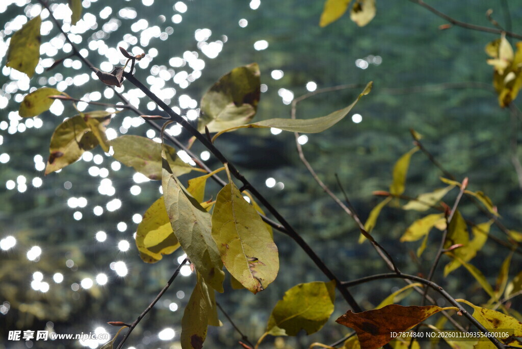 枝头小鸟伴黄叶