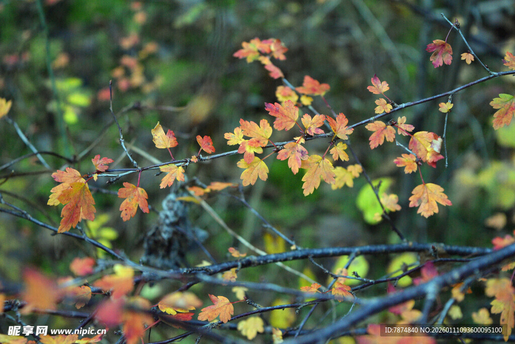 秋日枝头斑斓树叶