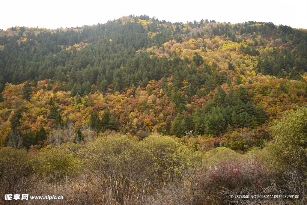 秋日山林斑斓美景