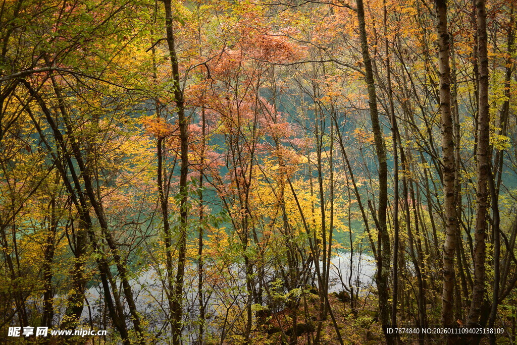 秋日斑斓树林风景图