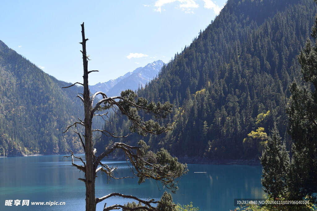 高山蓝湖旁的枯树景观