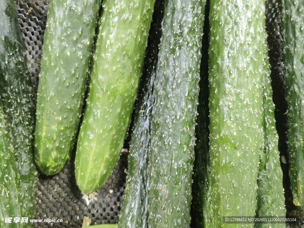 新鲜翠绿的黄瓜
