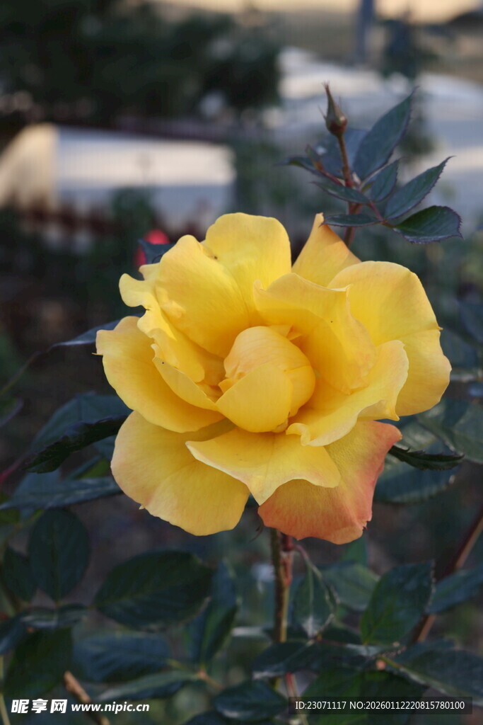 娇艳黄玫瑰特写