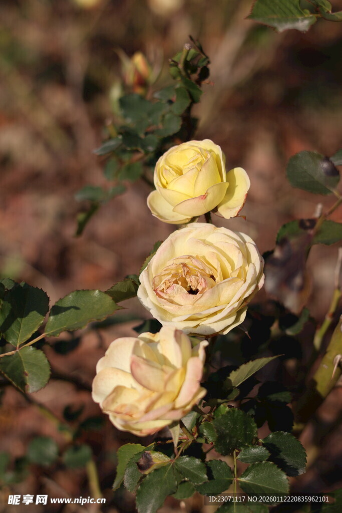 三朵淡黄月季花