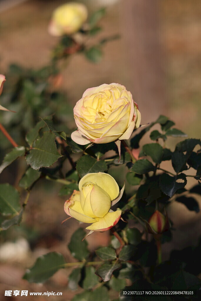 黄玫瑰绽放于绿叶间