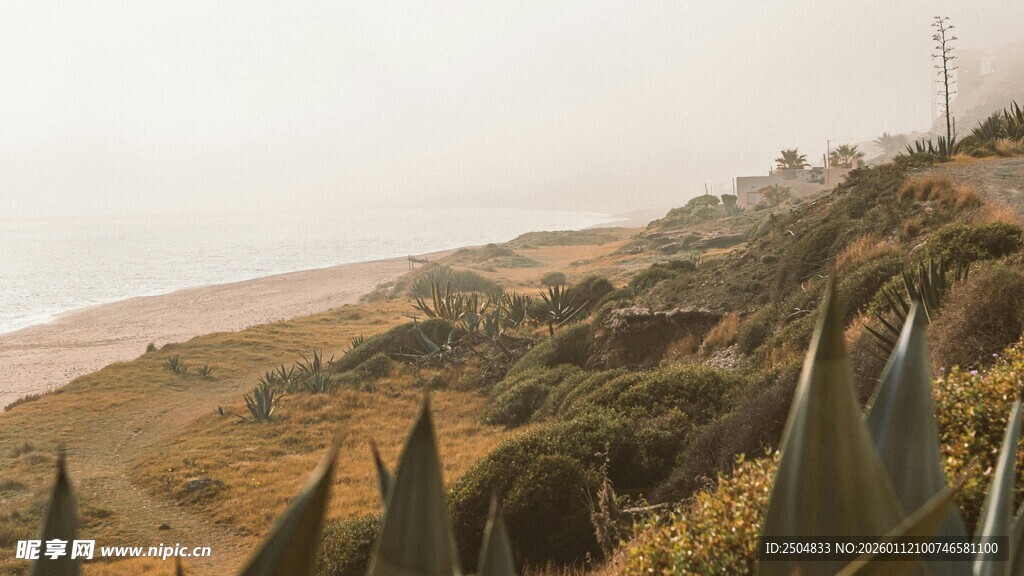 海岸边的龙舌兰景观