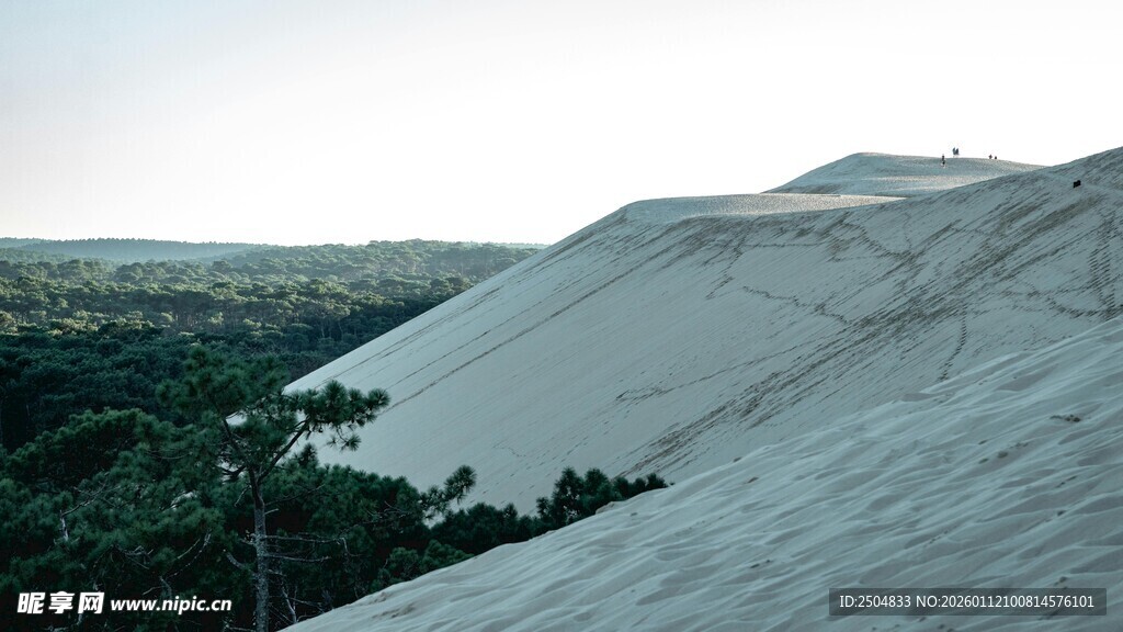 广袤沙丘与葱郁森林景观