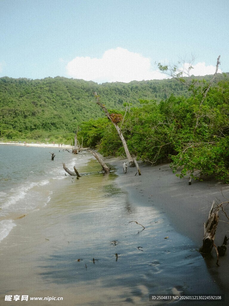 海岸边的枯木与繁茂植被