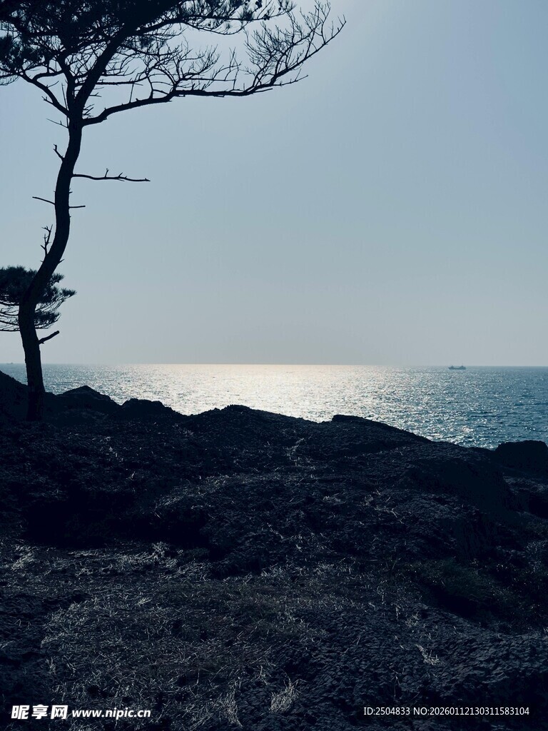 海边孤树 静谧自然景致