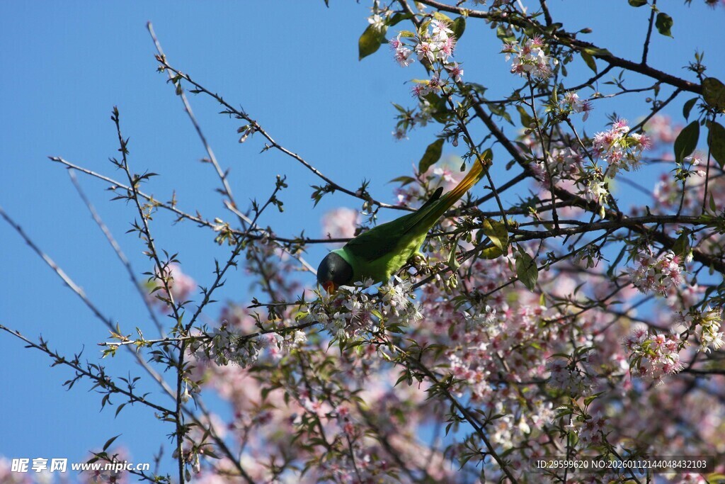 枝头鸟栖于烂漫花枝间