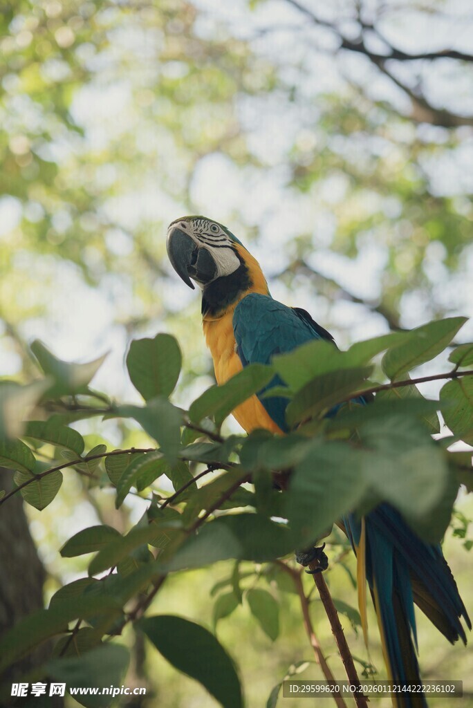 枝头的多彩鹦鹉