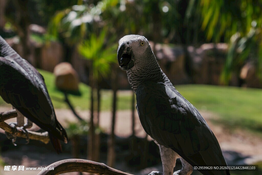 两只鹦鹉在户外场景中