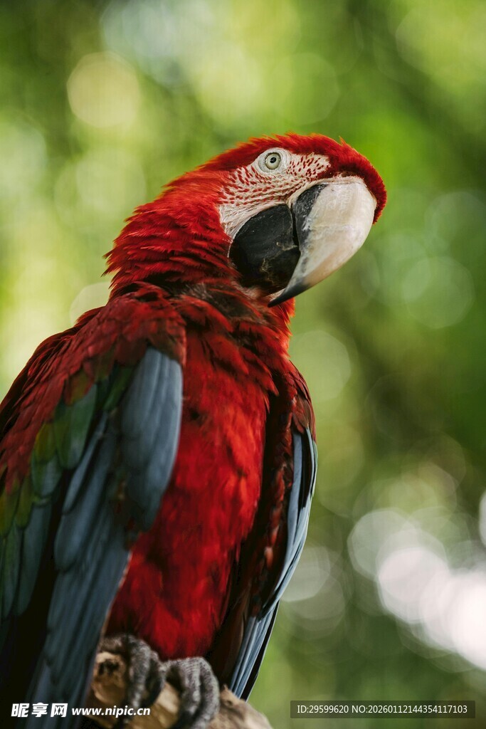 鲜艳红鹦鹉栖息于枝头