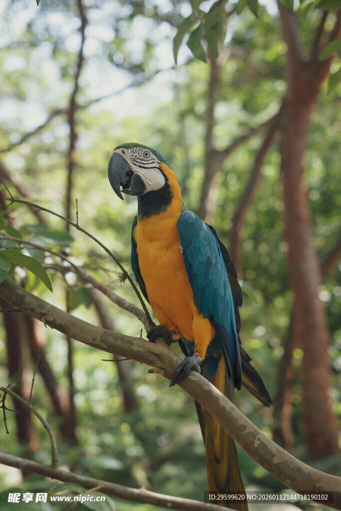 树枝上的多彩金刚鹦鹉