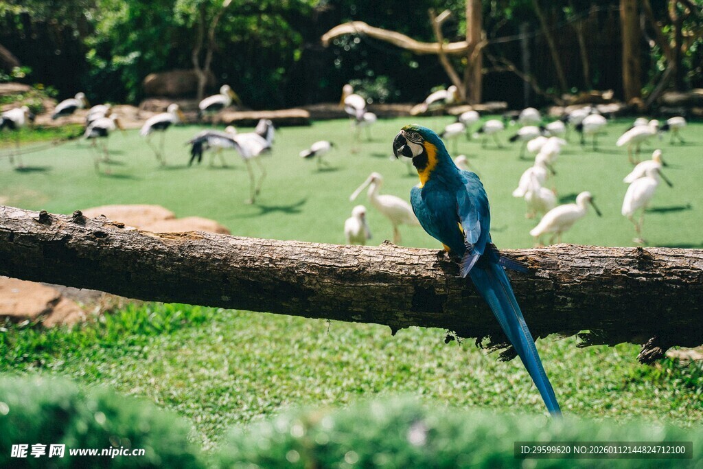蓝鹦鹉栖息于横木上