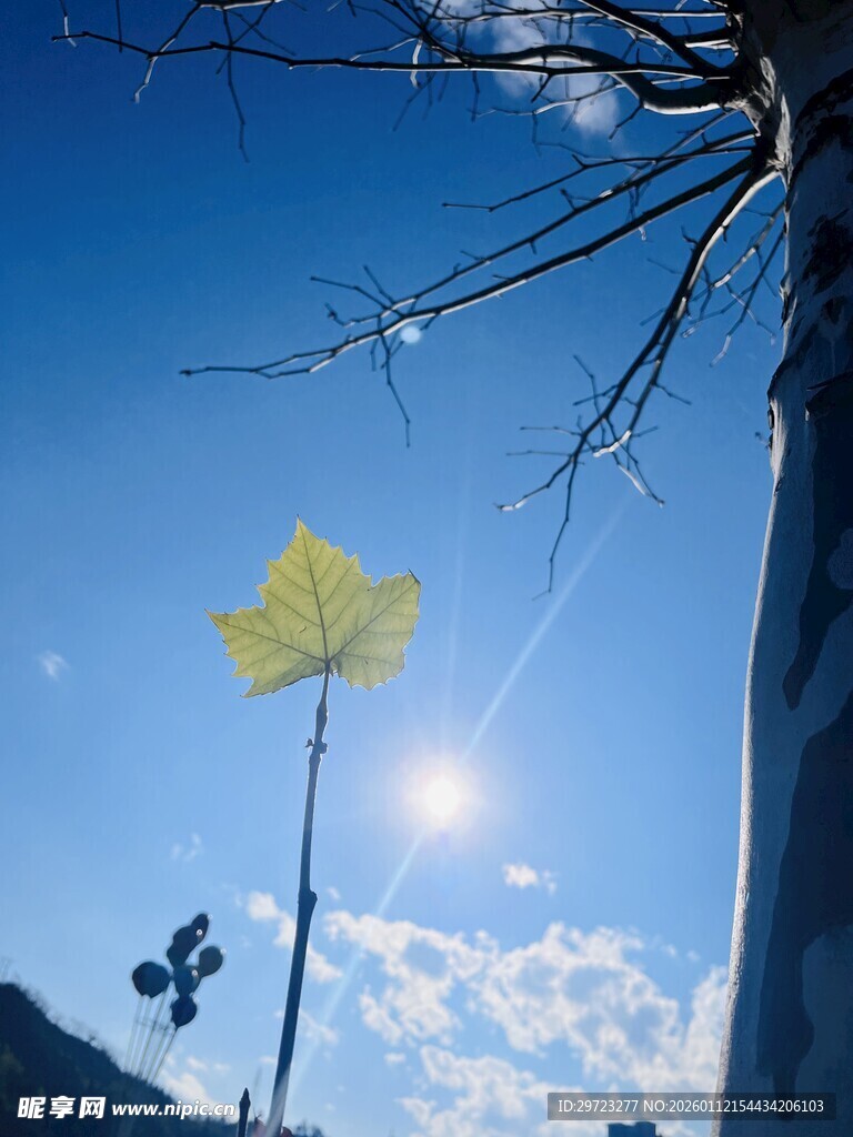 蓝天暖阳下的金黄枫叶