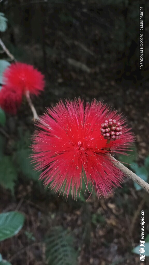 艳丽朱缨花绽放