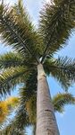 仰视下的高大棕榈树