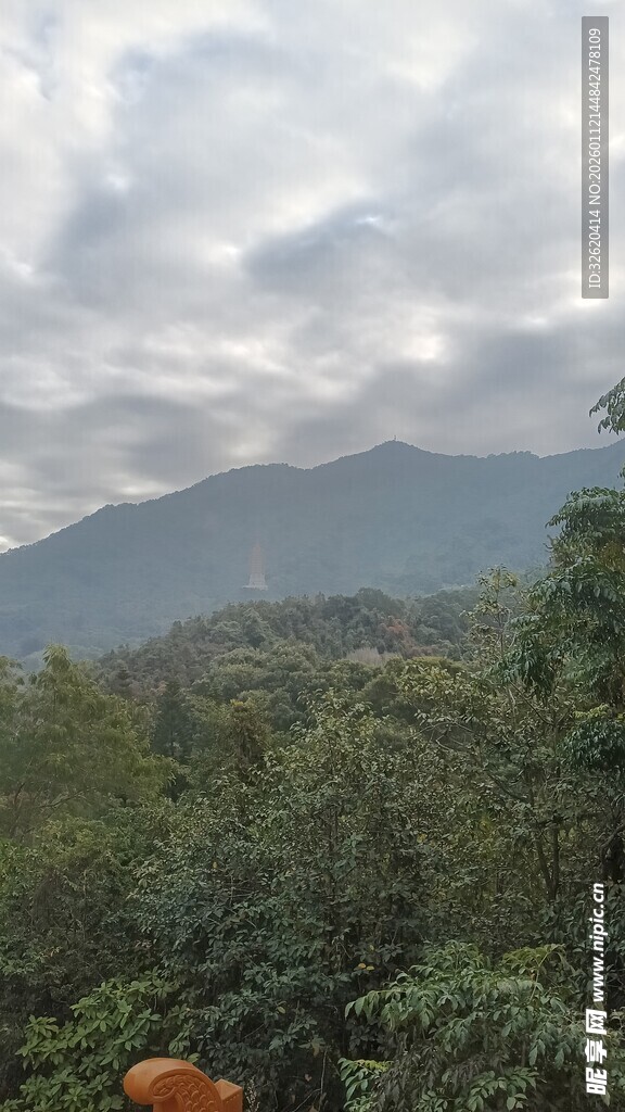 云雾缭绕的山林美景