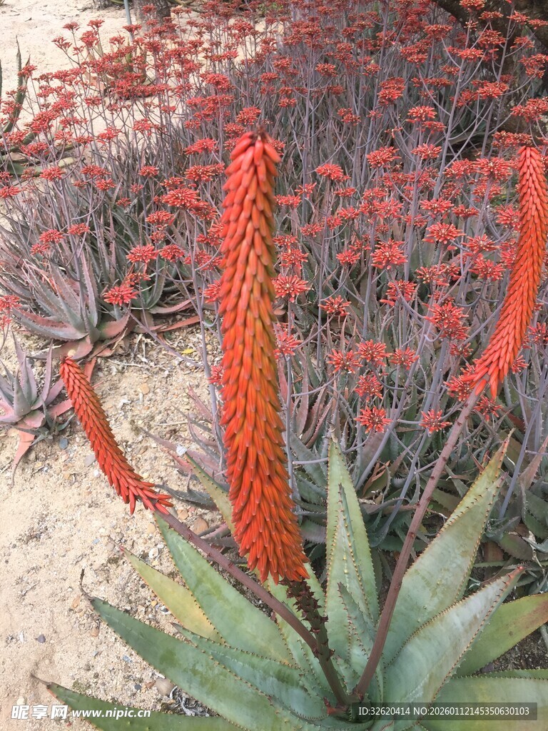 鲜艳芦荟花绽放