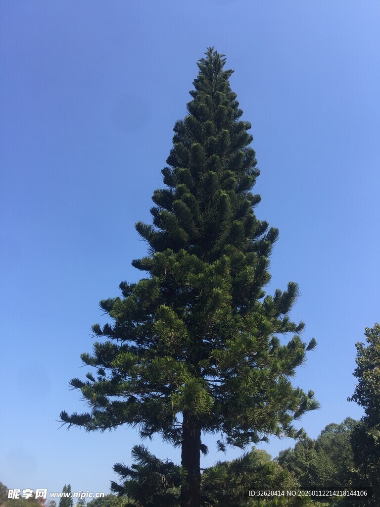 挺拔松树傲立蓝天之下