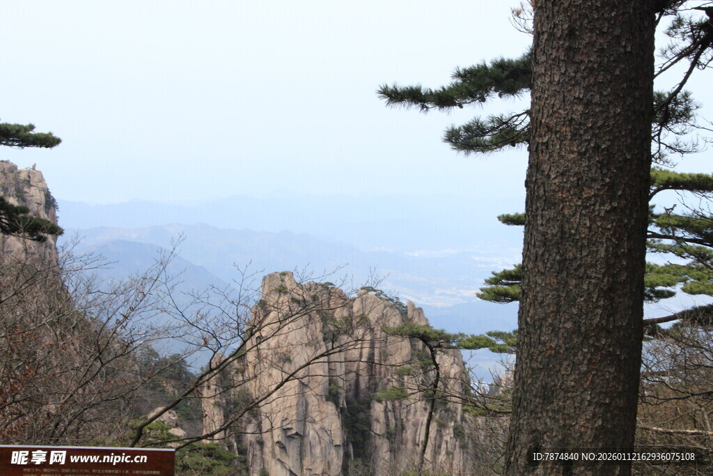 黄山奇峰旁的挺拔松树