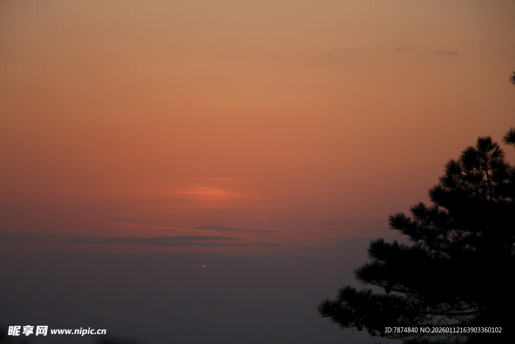 日落时分的树木剪影