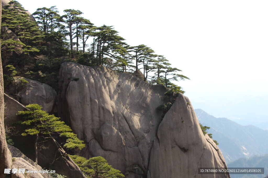 悬崖峭壁上的挺拔松树