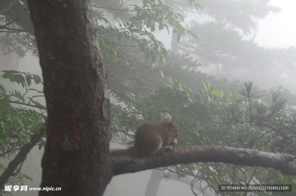 树枝上的小松鼠