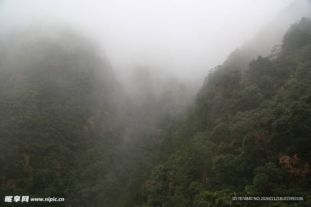 云雾缭绕的山林美景