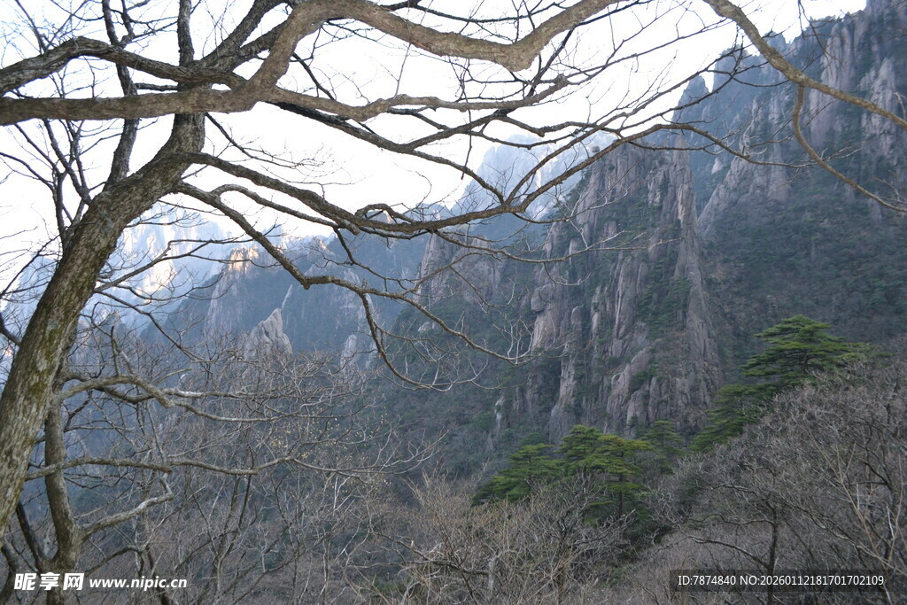 冬日山峦枯树景观