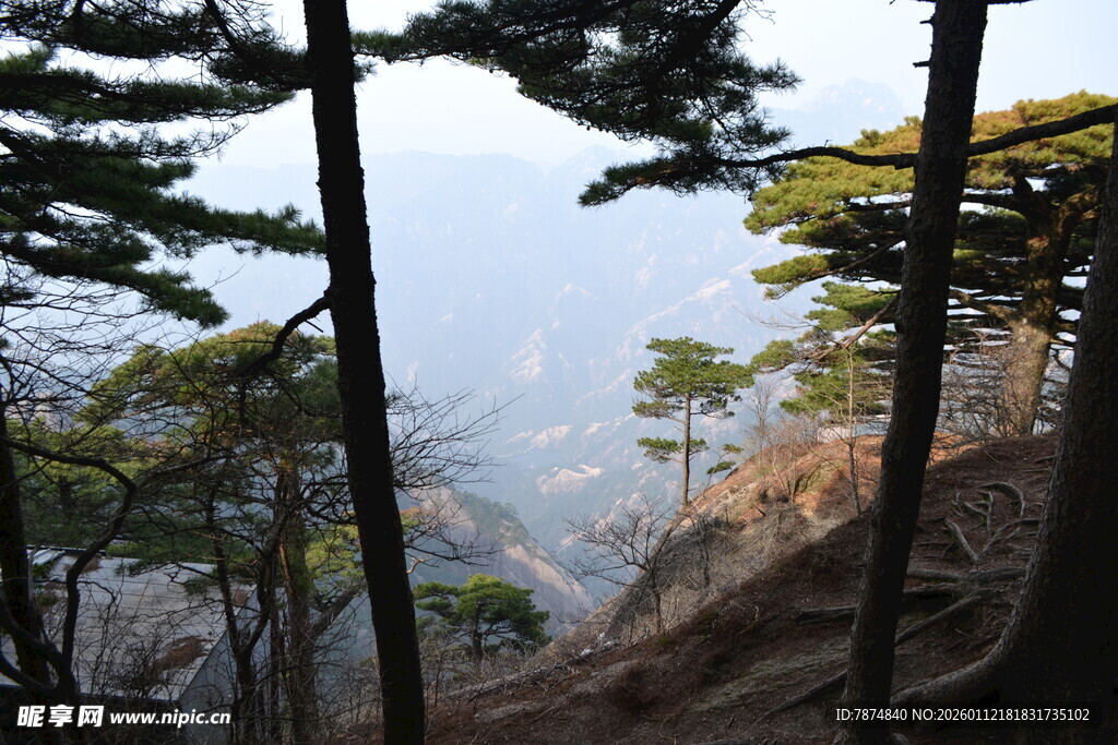 山间挺拔松树景观