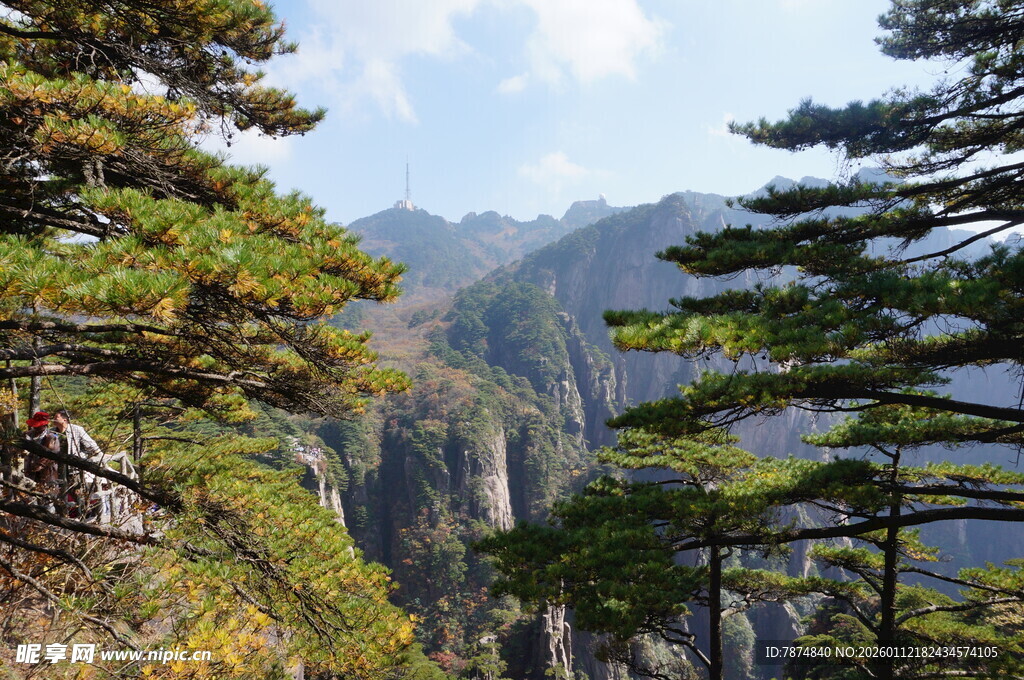 黄山奇峰间的苍松美景