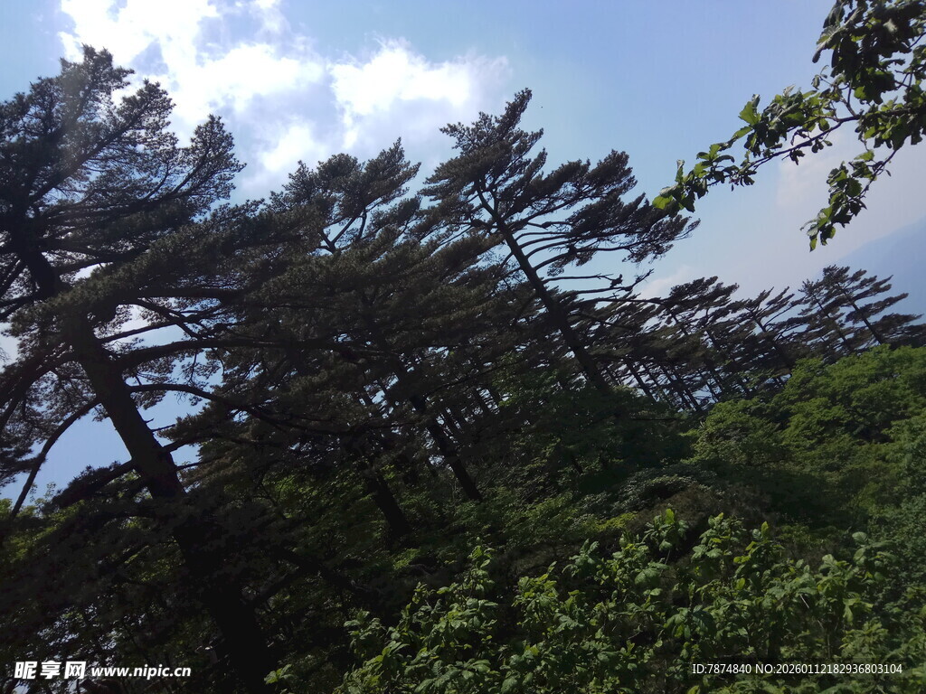 山林间挺拔的树木景观