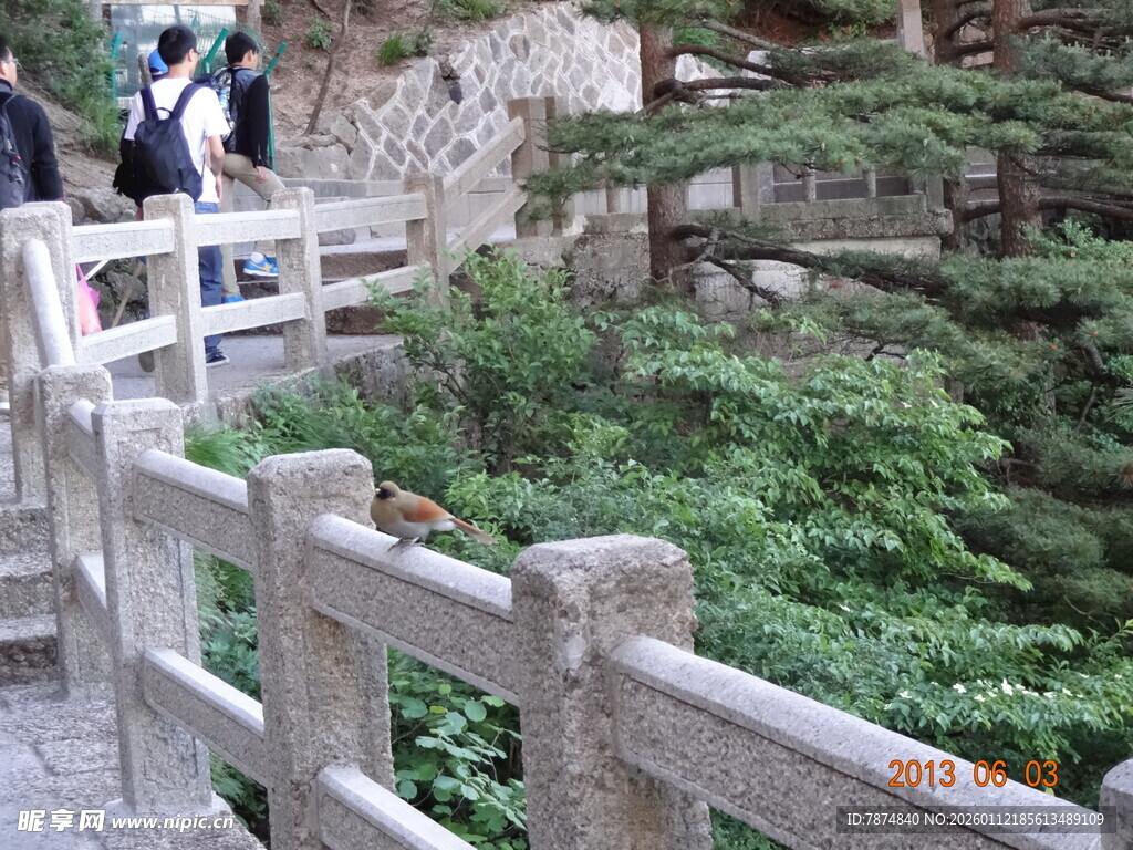 木质围栏旁的绿植景观